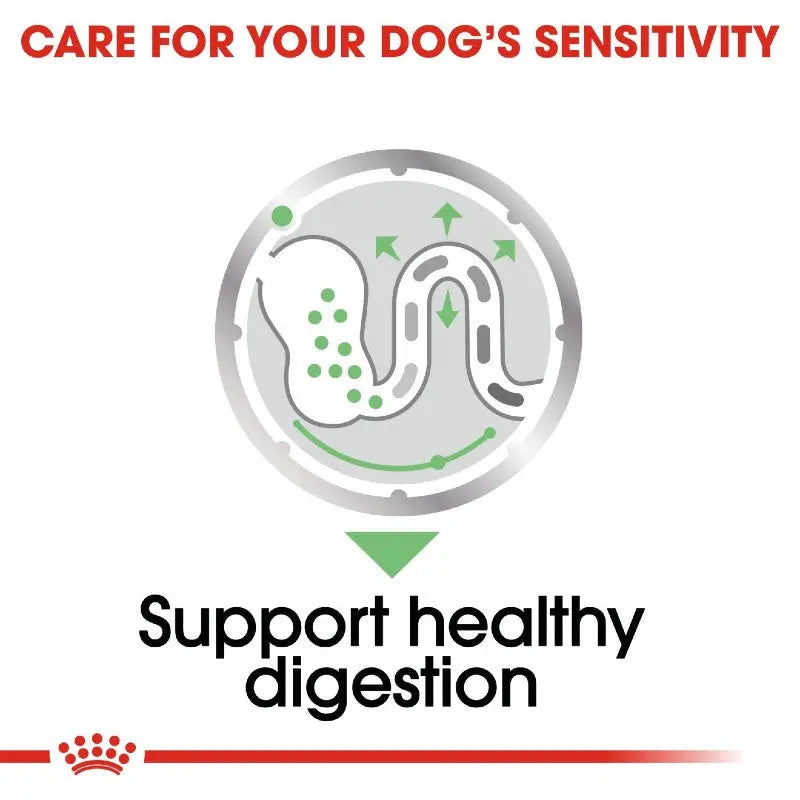 Infographic illustrating support for healthy digestion in dogs.