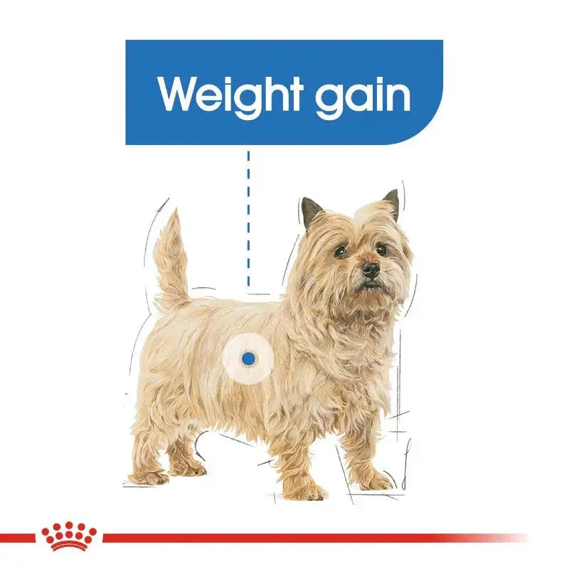 Illustration of a dog highlighting weight gain with informative text and visual cues.