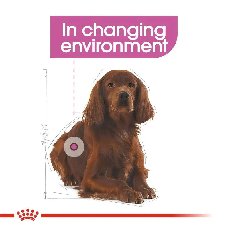 Dog illustration with a focus on adapting to changing environments for pet care.