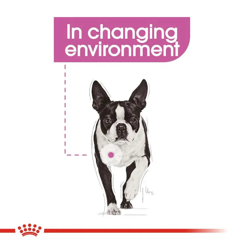 Illustration of a Boston Terrier walking, highlighting adaptability in changing environments.