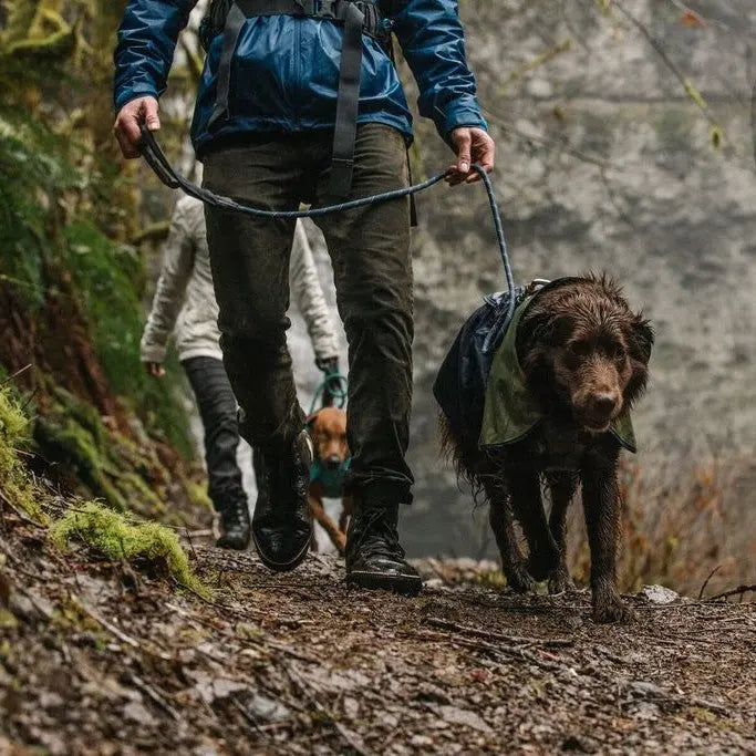 Person walking two dogs on leashes through a forest trail, showcasing outdoor pet adventure.