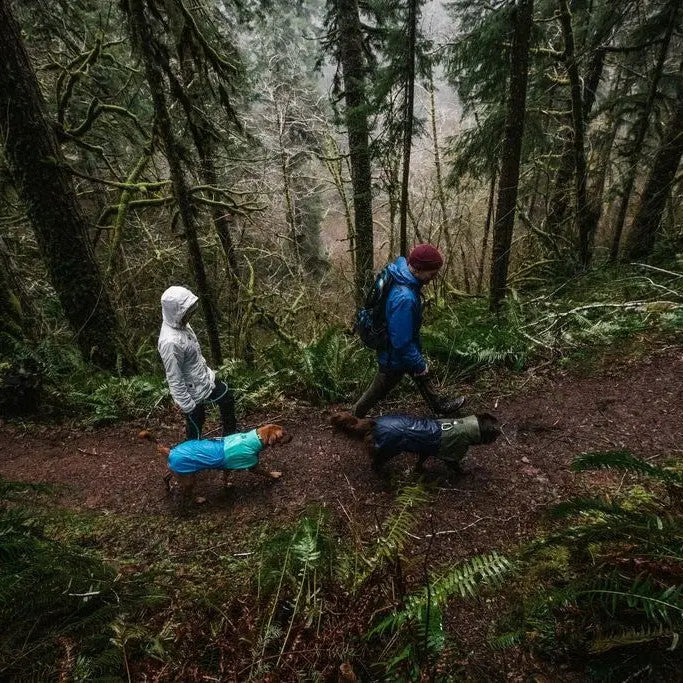 Hikers walking dogs on a forest trail surrounded by lush greenery and tall trees.