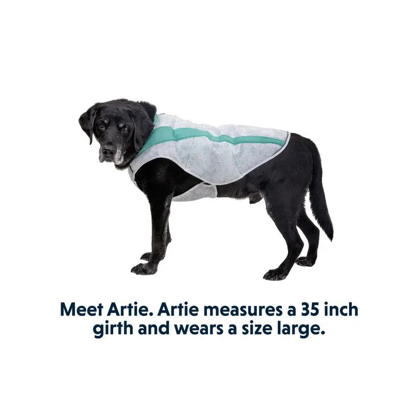 Black dog named Artie wearing a size large coat, measuring 35 inches in girth.