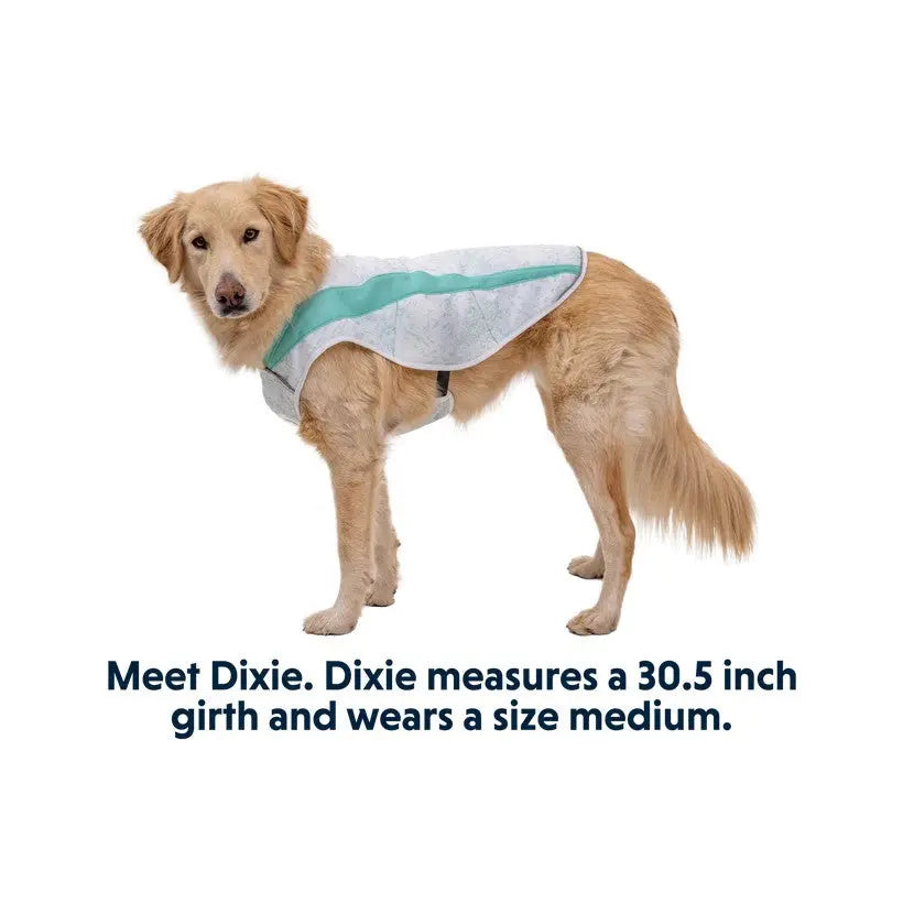 Golden retriever wearing a medium-sized dog coat, showcasing a stylish design and fit.