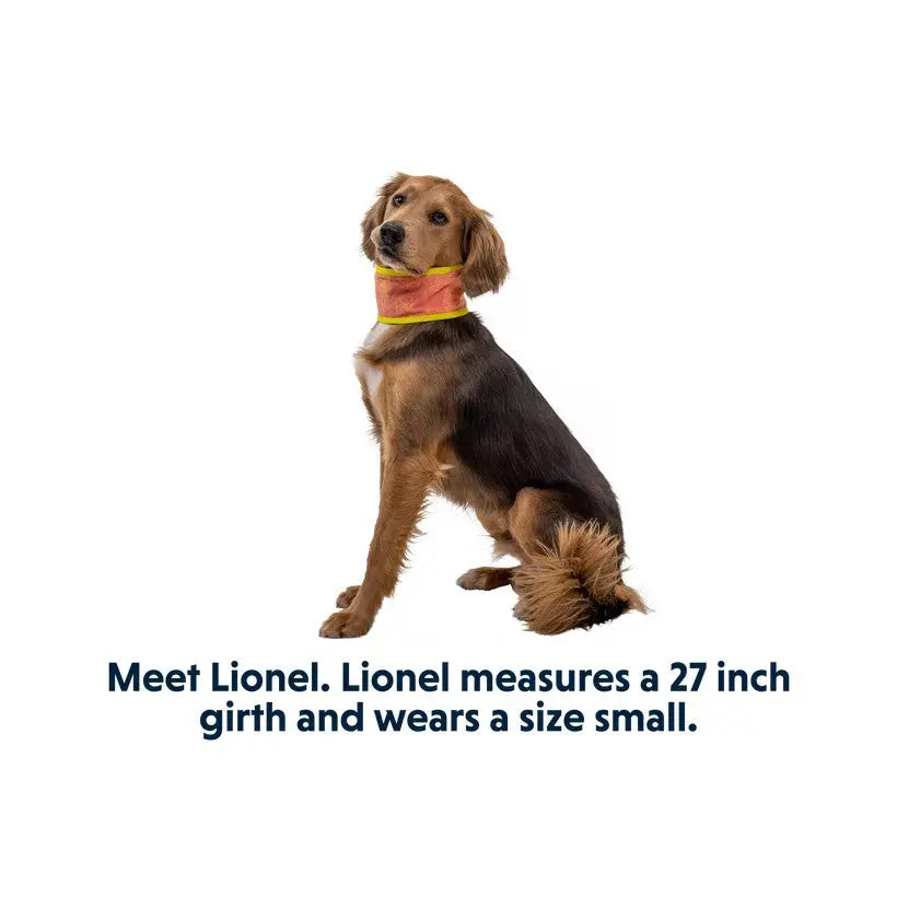 Dog model Lionel wearing a small-sized collar, showcasing a 27-inch girth for pet apparel.