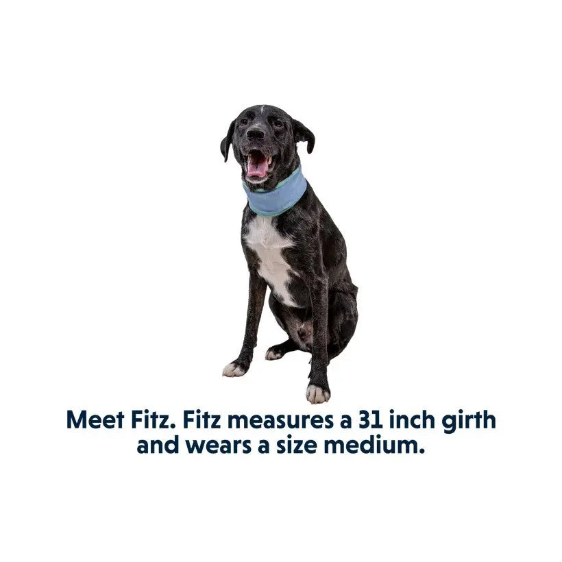 Black dog named Fitz wearing a blue collar, showcasing his size medium fit and 31-inch girth.