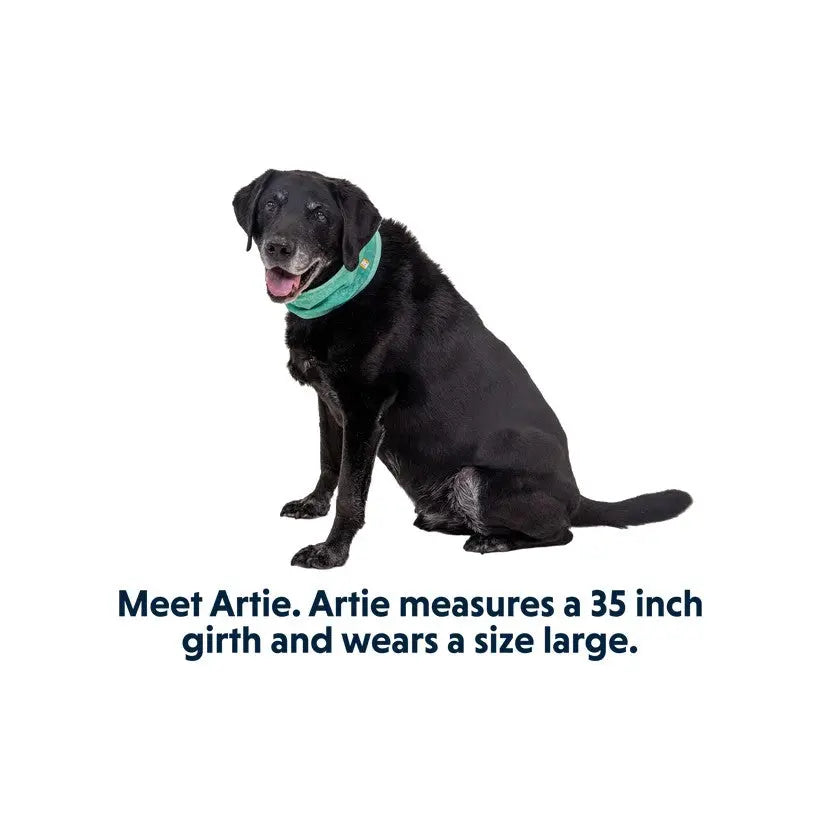 Black Labrador named Artie wearing a size large collar, showcasing his 35-inch girth.