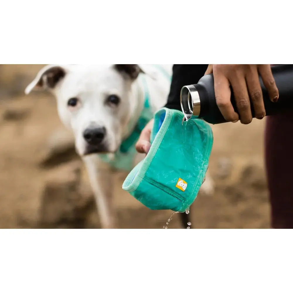 Dog water bowl in use, featuring a person pouring water for a thirsty pet outdoors.