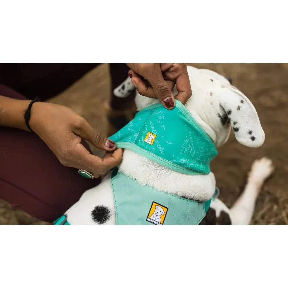 Dog wearing a stylish turquoise bandana while being adjusted by its owner outdoors.