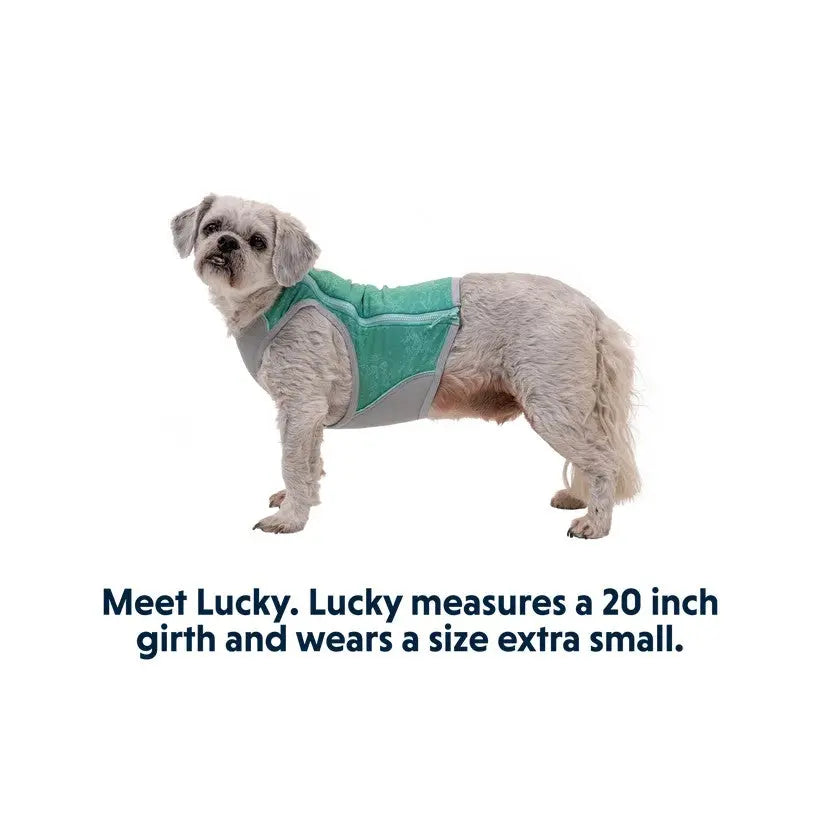 Dog wearing a size extra small harness, showcasing a 20-inch girth for comfort and style.
