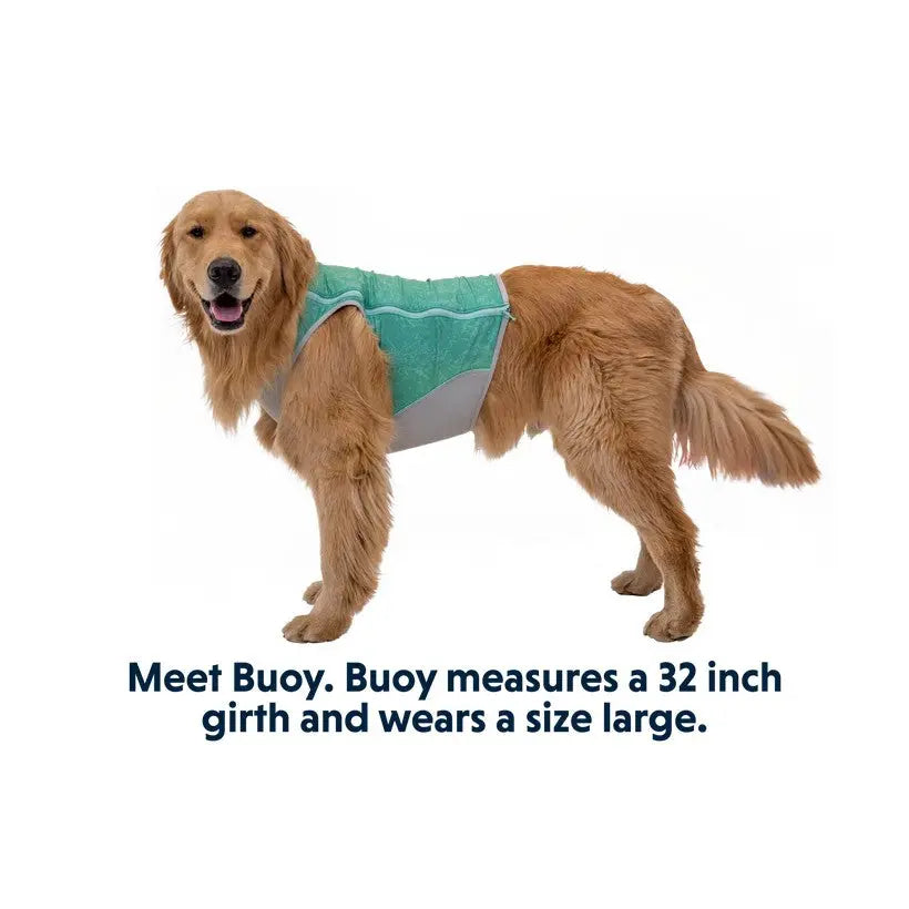 Golden Retriever wearing a size large dog vest, showcasing comfort and style for pets.