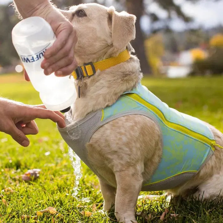 Dog wearing a hydration vest while being given water outdoors in a sunny park.
