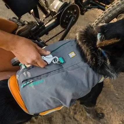 Dog wearing a stylish, functional jacket with pockets for outdoor adventures.
