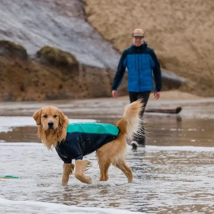 Golden retriever in a dog coat playing on the beach with a person in the background.