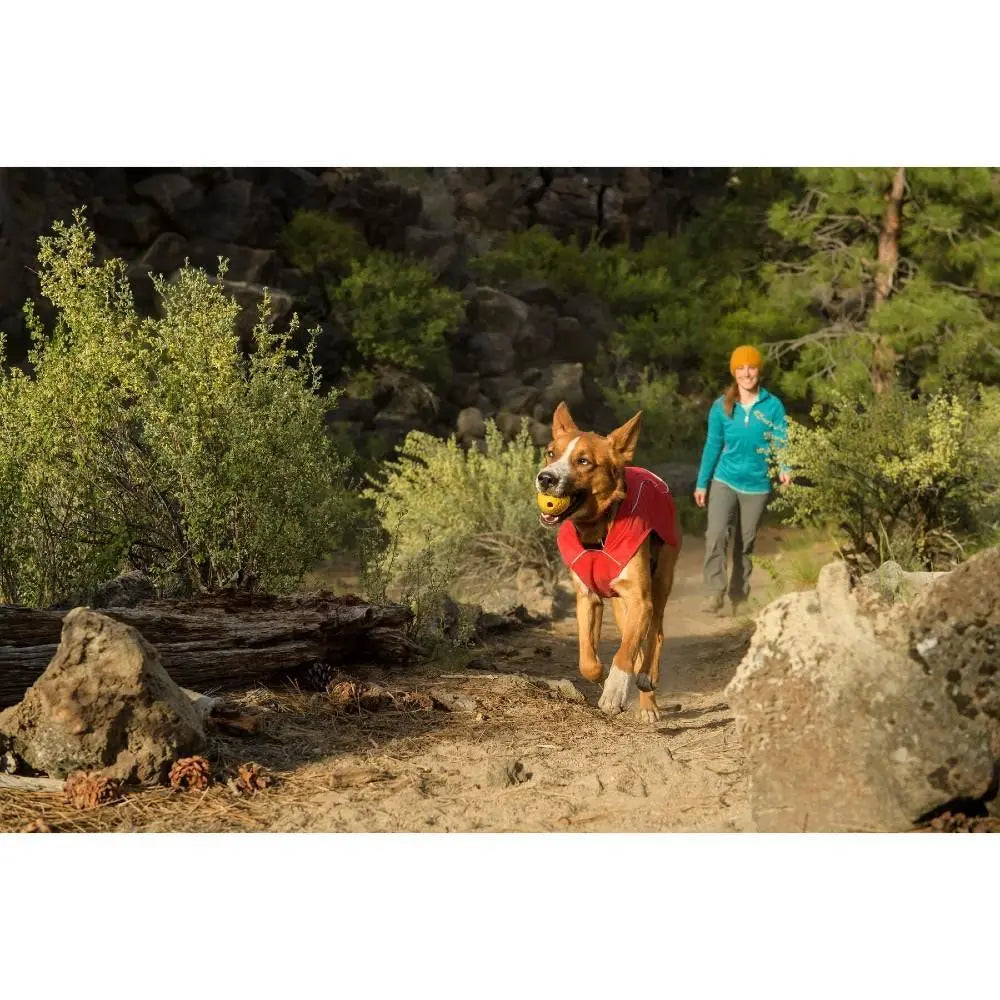 Dog running on a trail with a ball, accompanied by a person in a blue jacket.