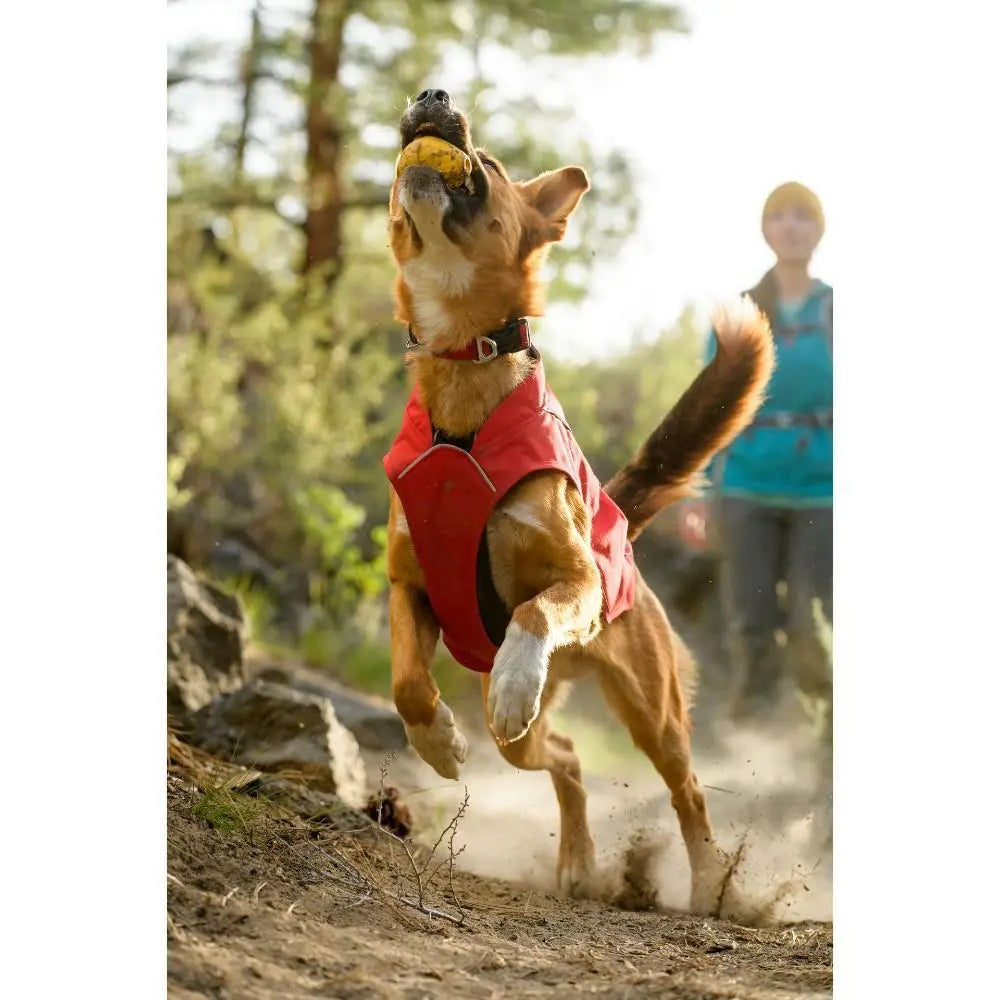 Dog in a red vest joyfully leaps to catch a ball during an outdoor adventure.