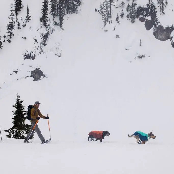 Person snowshoeing with two dogs in colorful jackets on a snowy mountain trail.