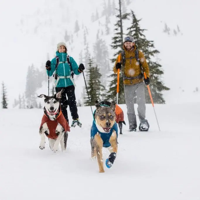 Dogs running in the snow with their owners, showcasing winter outdoor fun and pet-friendly activities.