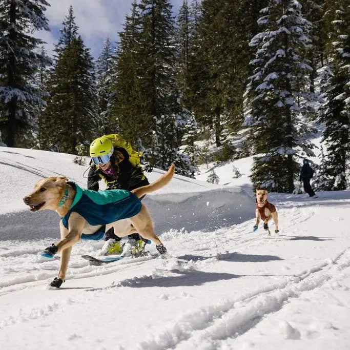 Dogs joyfully running in the snow with a skier in a winter landscape.