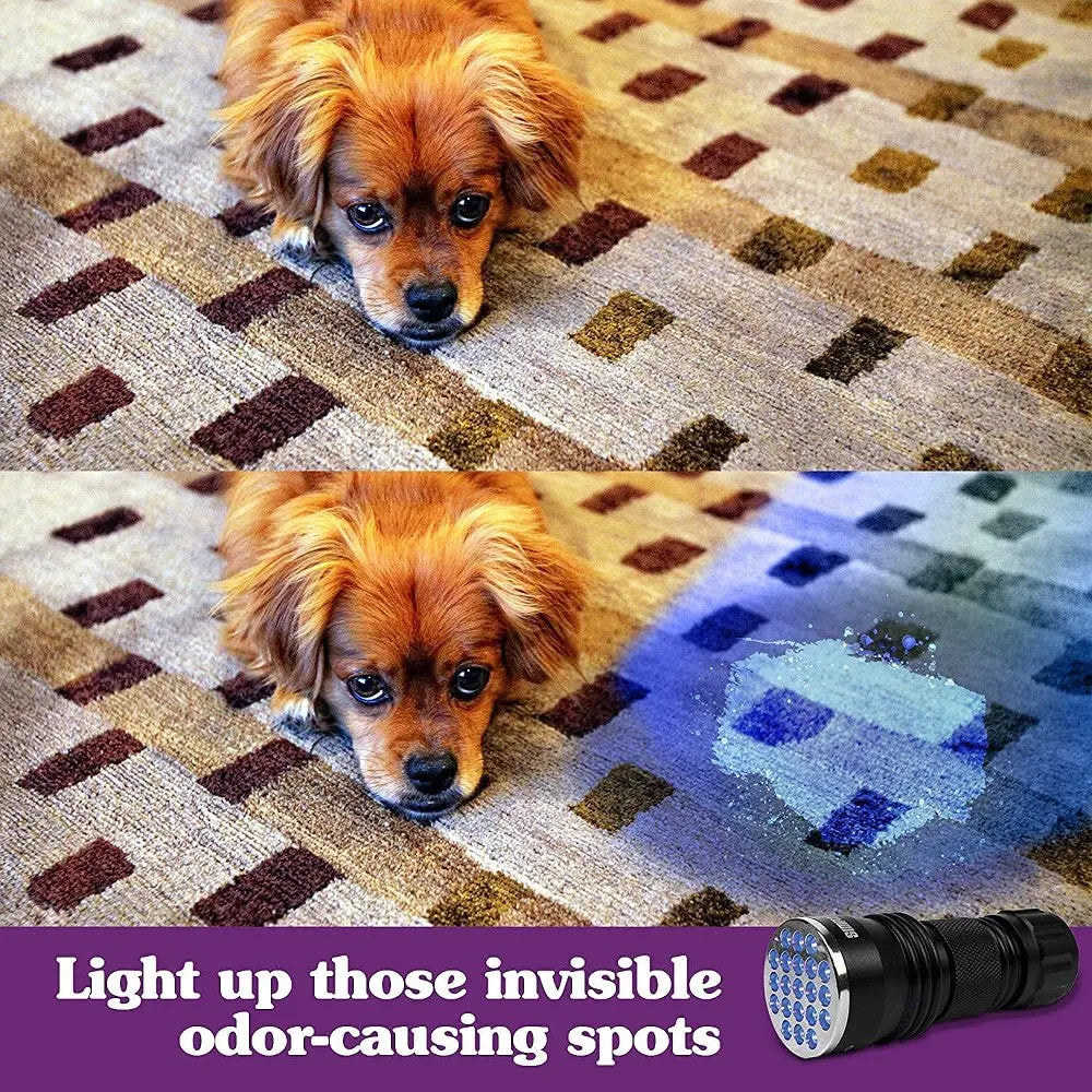 Dog on carpet with flashlight revealing hidden odor spots for effective cleaning.