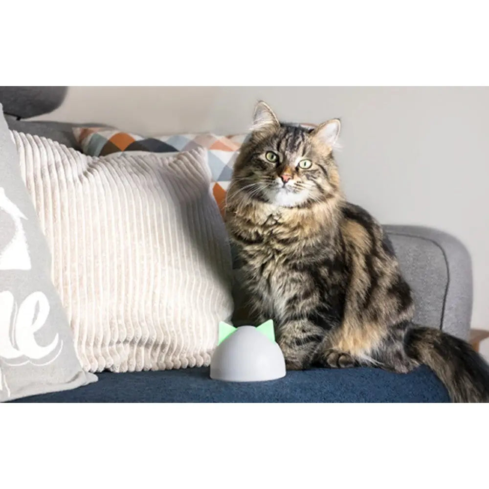 Fluffy cat sitting on a couch next to a playful cat toy, showcasing a cozy home environment.