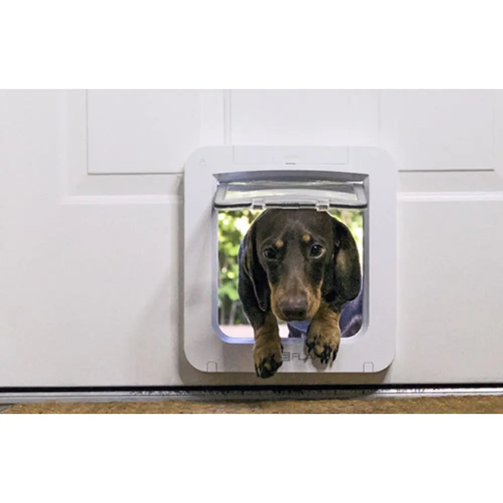 Dog using a pet door to enter a home, showcasing convenience and pet-friendly design.