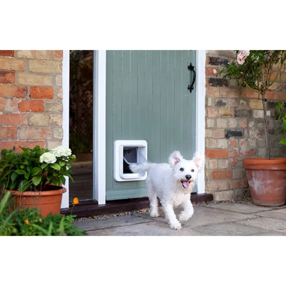 White dog happily exiting through a pet door in a charming brick wall.