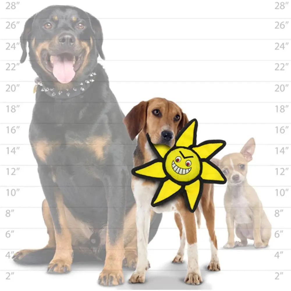 Three dogs of different sizes with a playful sun toy, showcasing pet size variations and fun accessories.