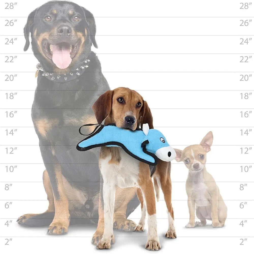 Three dogs of different sizes with a blue toy, showcasing pet size comparison and playful interaction.