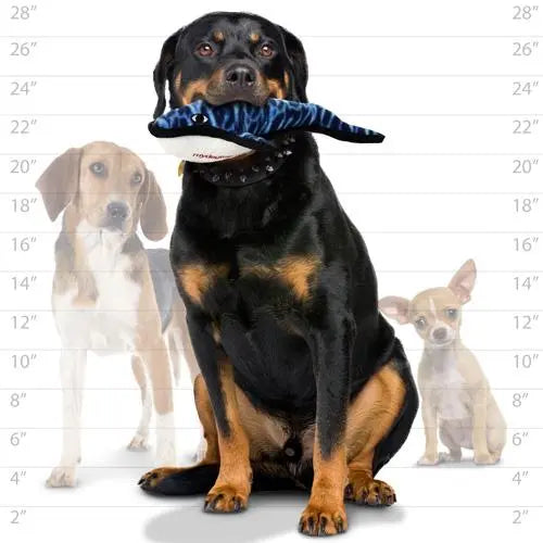 Rottweiler holding a plush fish toy, showcasing dog sizes with smaller breeds in the background.