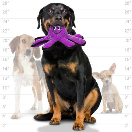 Rottweiler holding a purple octopus toy, showcasing playful pet accessories for dogs.