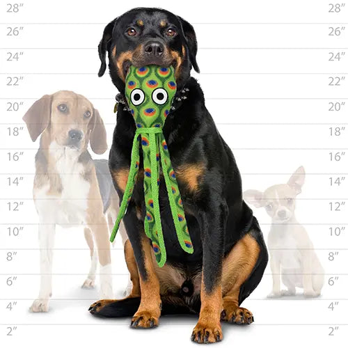 Rottweiler holding a colorful octopus toy, showcasing fun pet playtime and interactive entertainment.