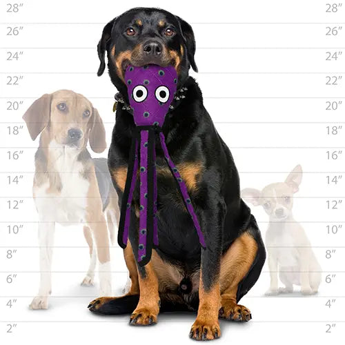 Rottweiler holding a purple octopus toy, showcasing playful pet accessories for dogs.
