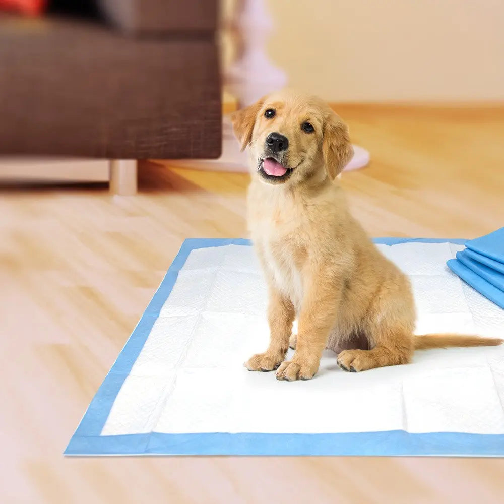 Golden retriever puppy sitting on a training pad in a cozy indoor setting.