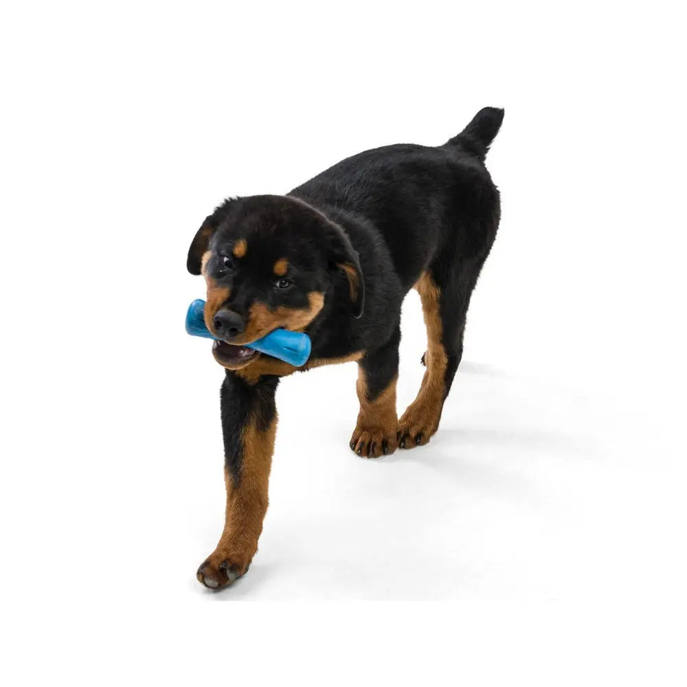 Rottweiler puppy playing with a blue chew toy, promoting healthy dental habits.