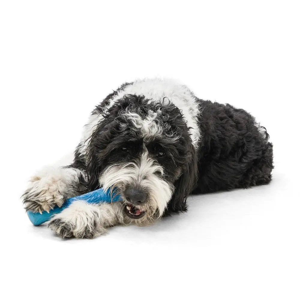 Dog chewing a blue rubber toy, showcasing playful behavior and pet enjoyment.