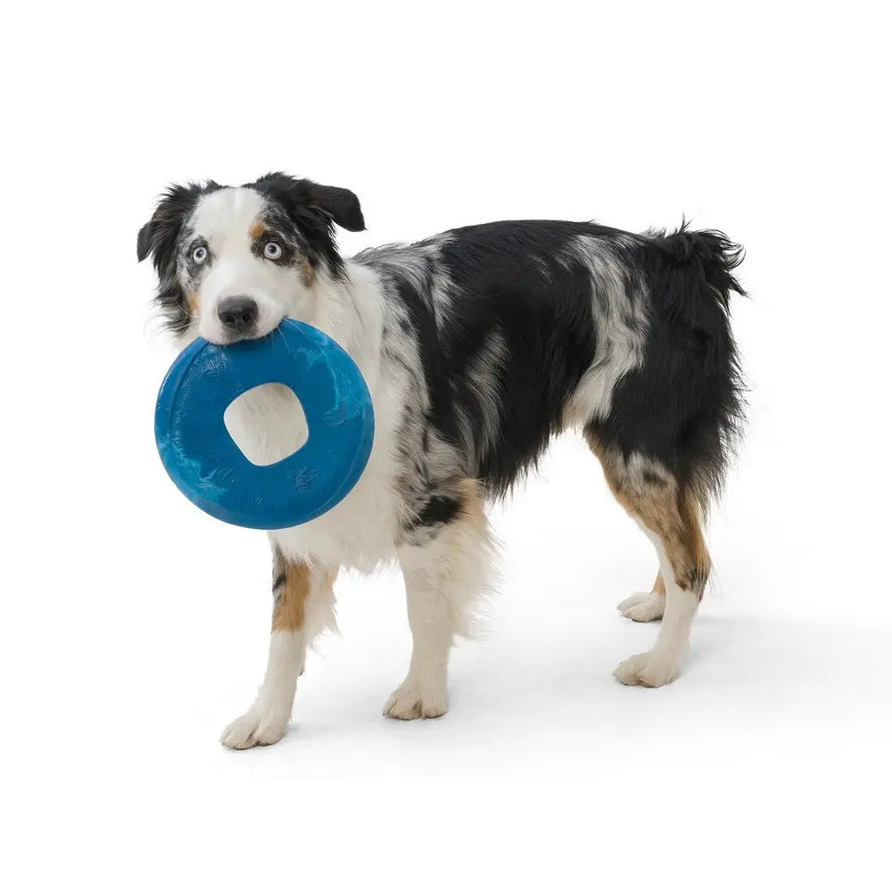 Dog playing with a blue frisbee toy, showcasing fun and active outdoor playtime.