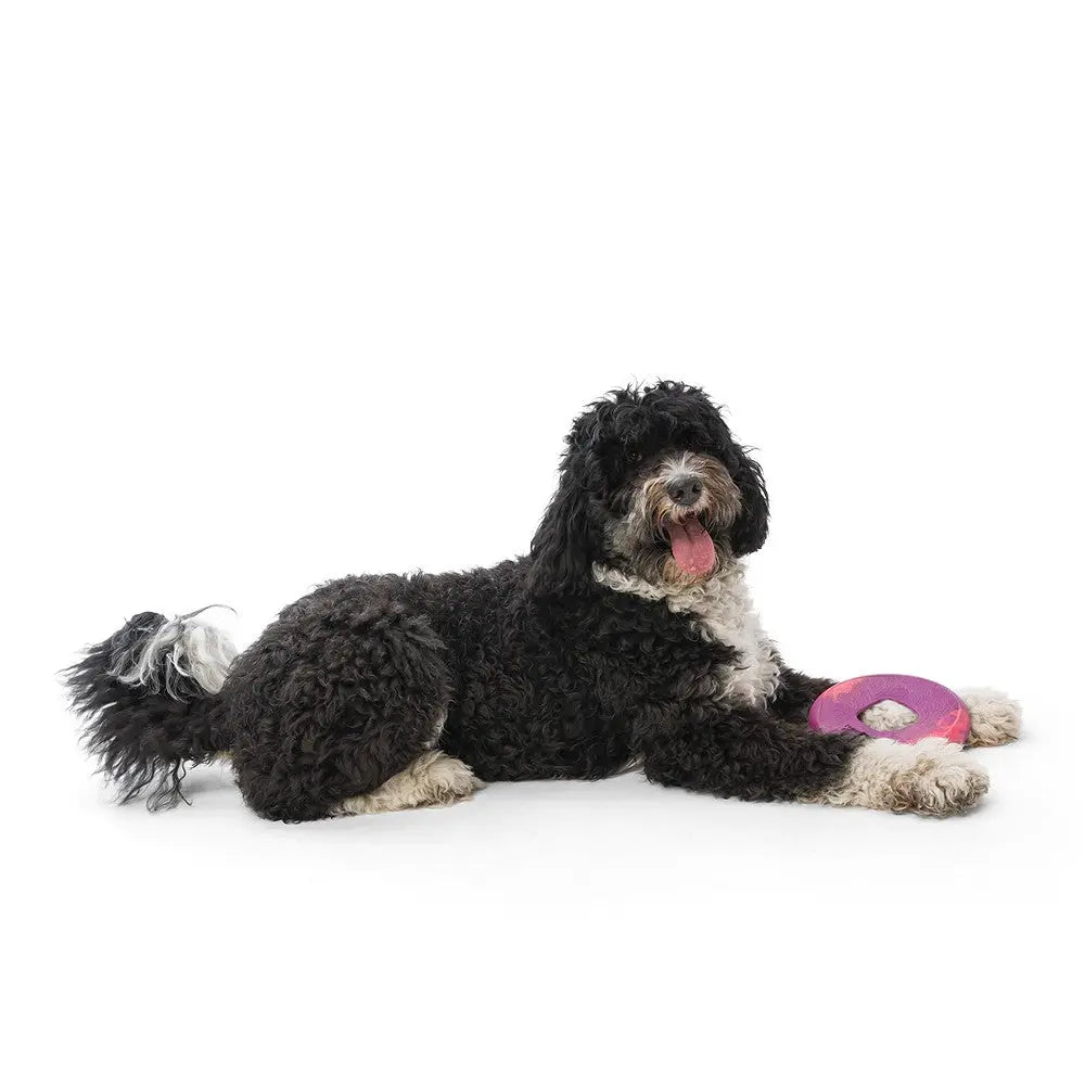Playful dog lying down with a colorful toy, showcasing a happy and relaxed pet moment.