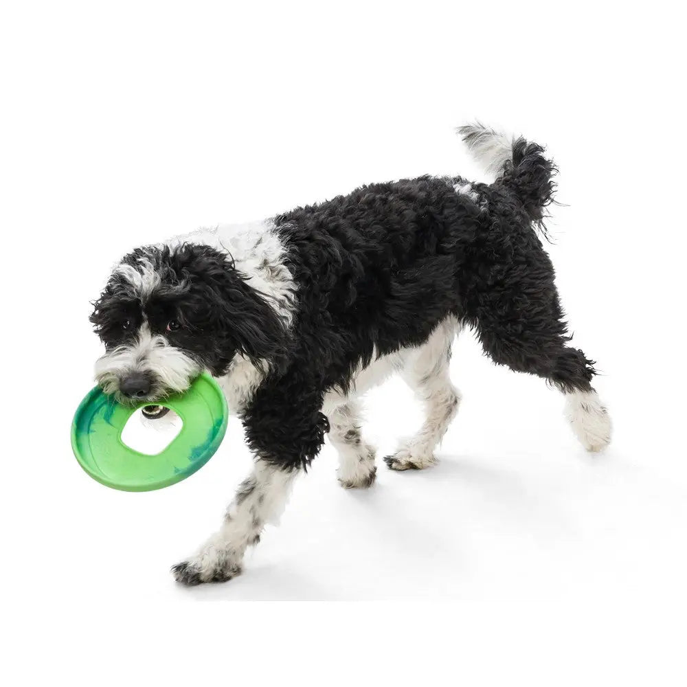Playful dog carrying a green frisbee, perfect for outdoor fun and exercise.