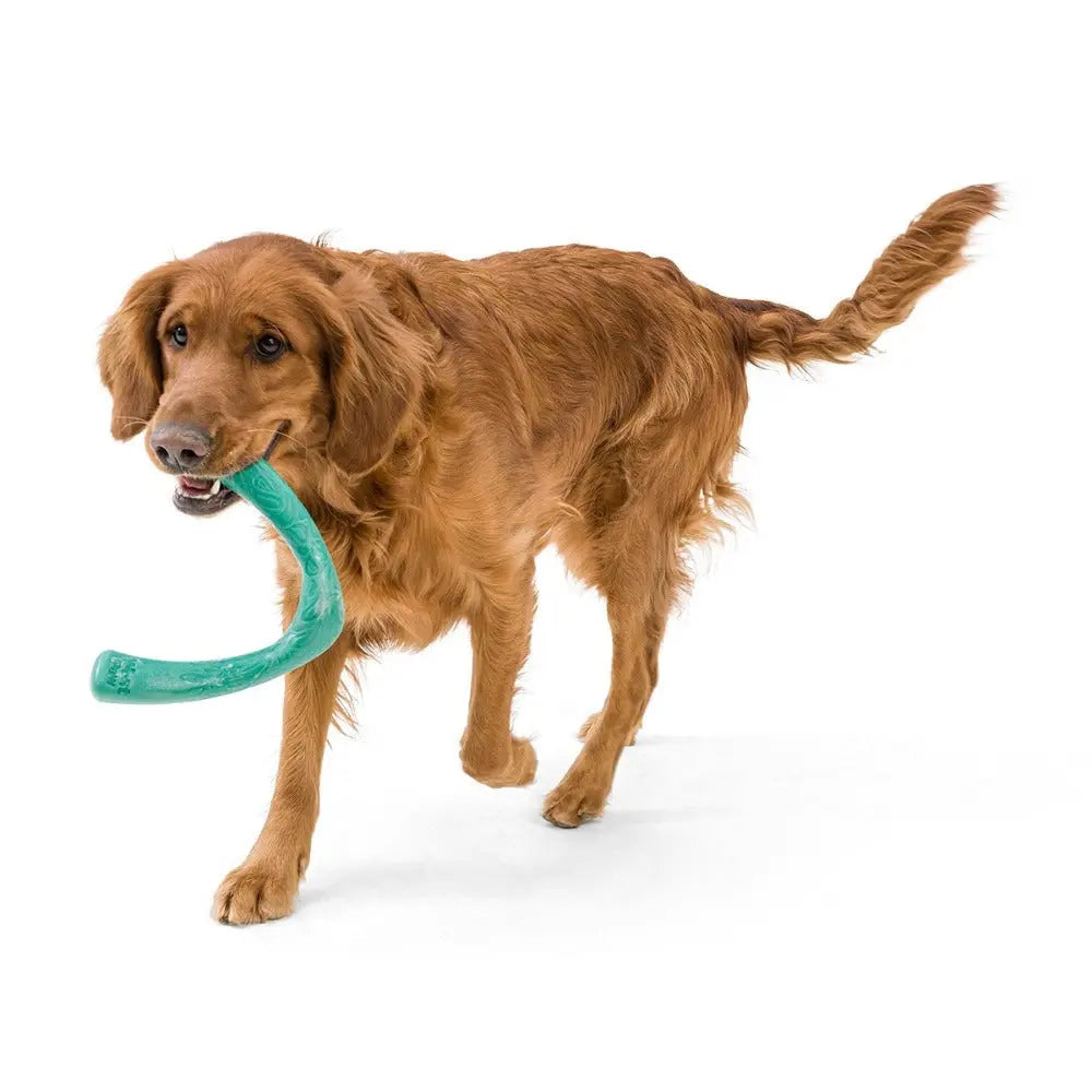 Golden retriever playing with a durable dog toy, promoting active and healthy playtime.