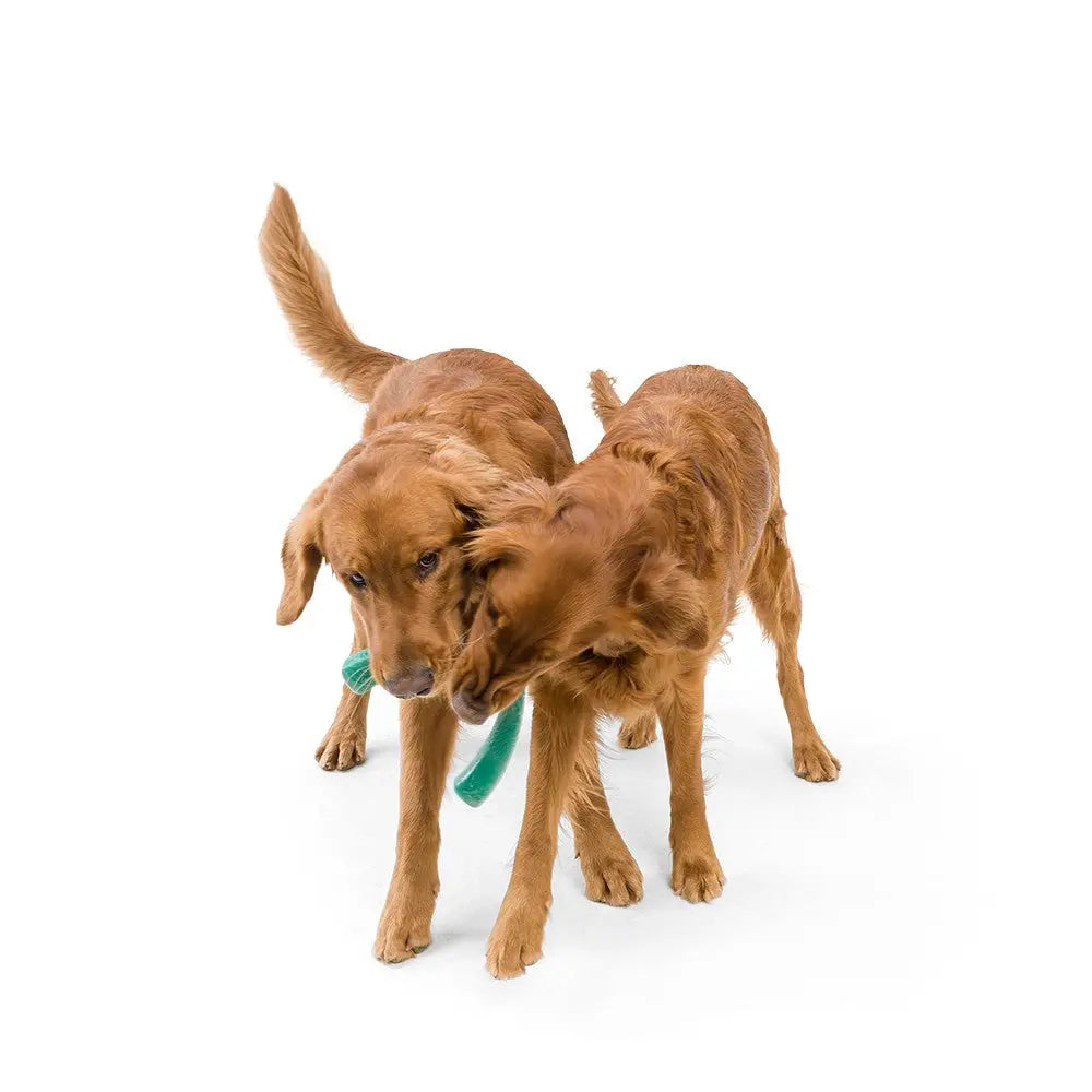 Two playful golden retrievers sharing a toy on a white background.