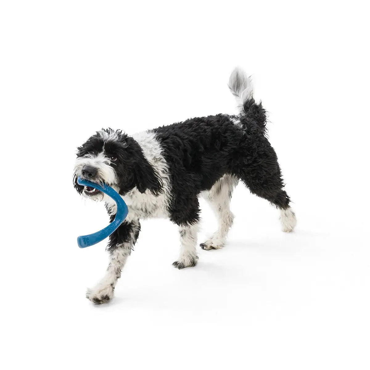 Playful dog carrying a blue chew toy, showcasing fun and active pet playtime.