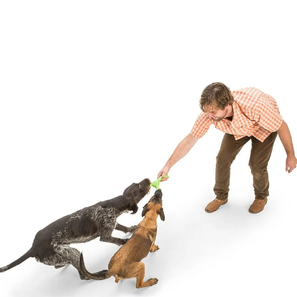 Man playing tug-of-war with two dogs using a green toy on a white background.