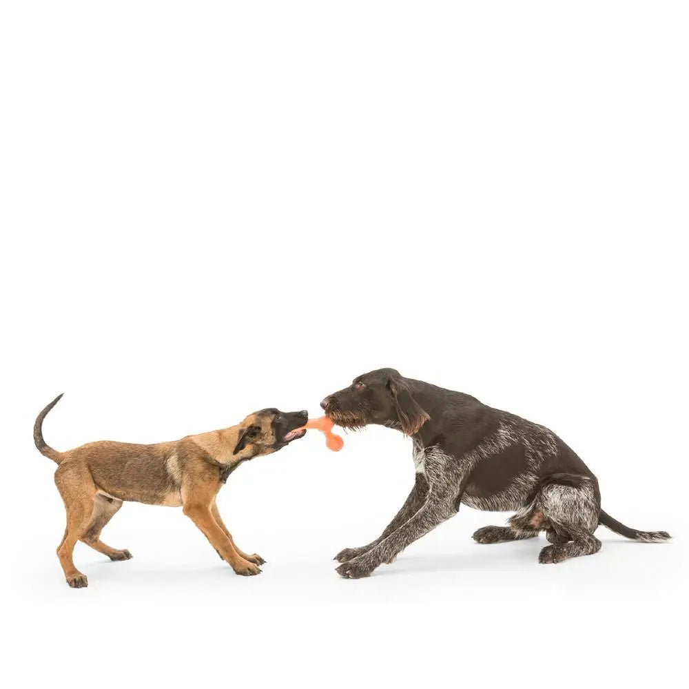 Two playful dogs tugging on a toy, showcasing their fun interaction and companionship.
