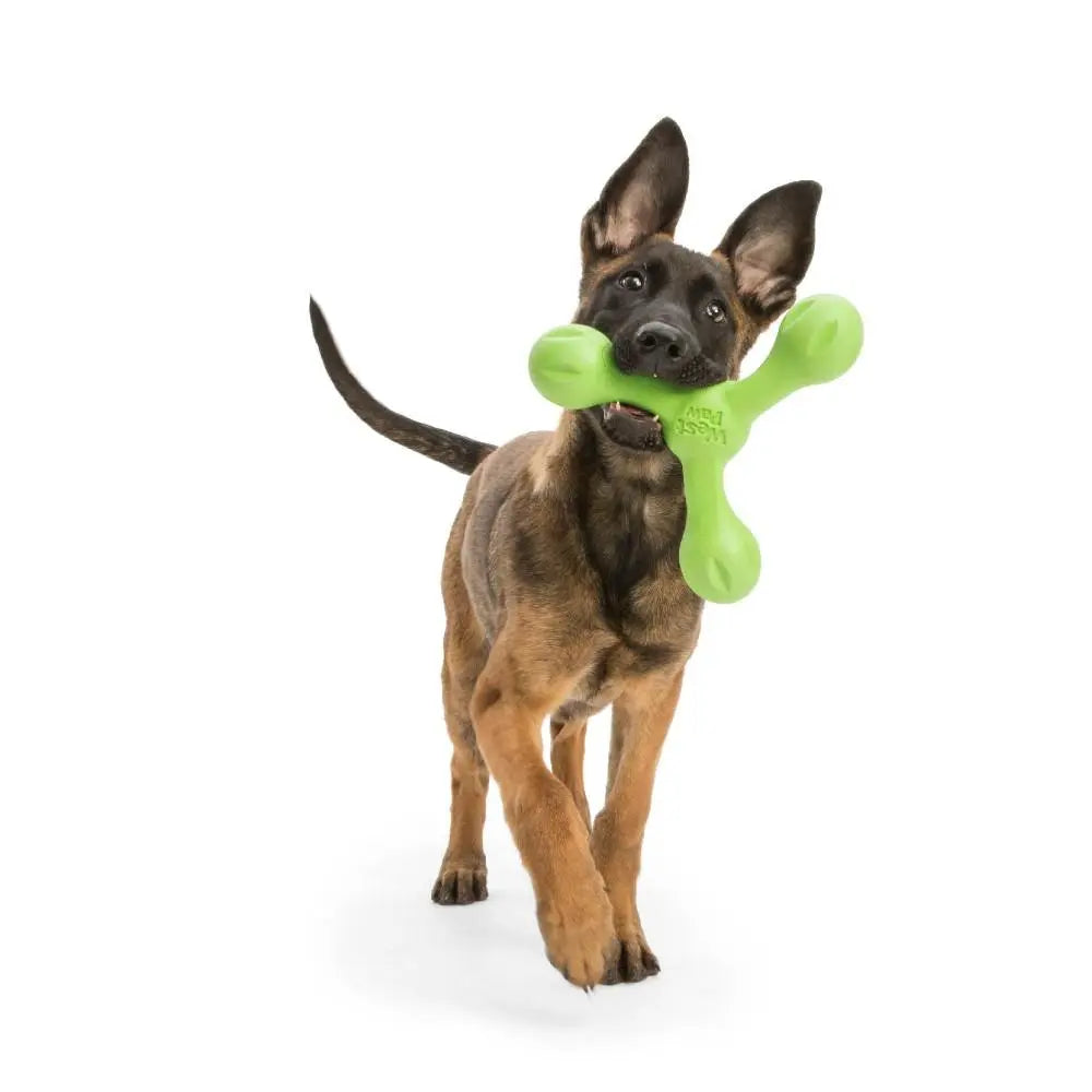 Playful dog with a green chew toy, showcasing fun and active pet playtime.