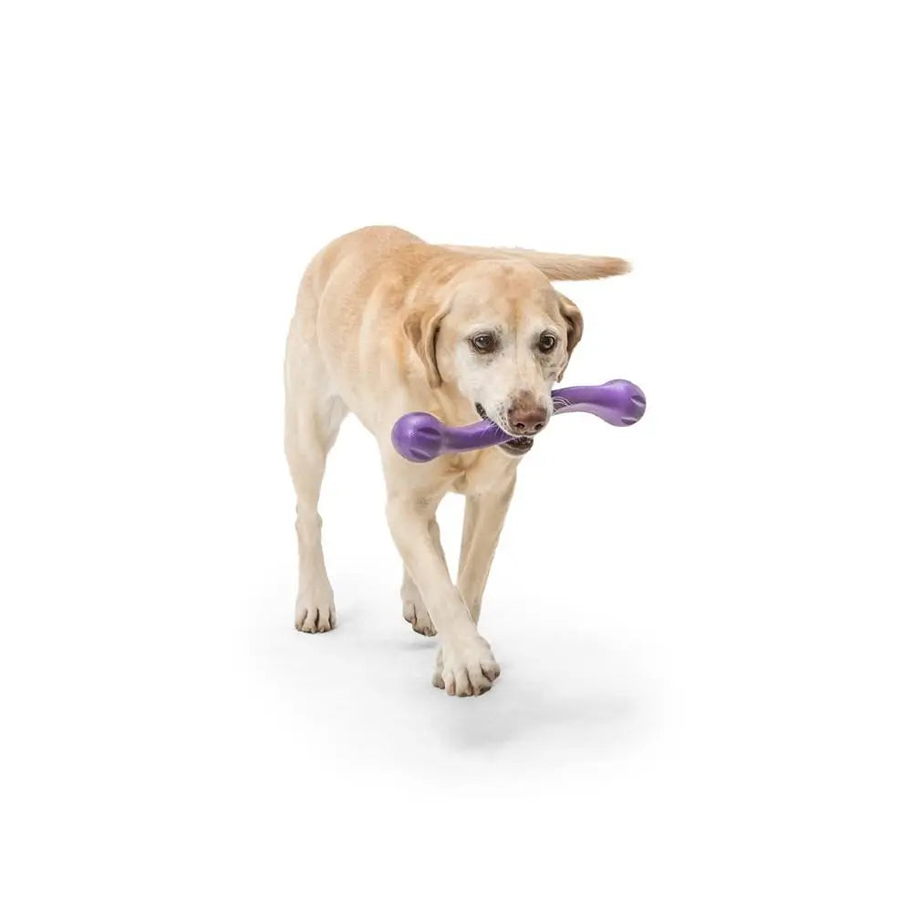 Labrador retriever happily carrying a purple dog toy in its mouth.