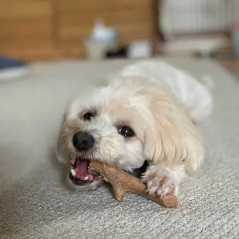 Pet Qwerks Smoked Cheese Wood Antler Dog Chew Toy Pet Qwerks