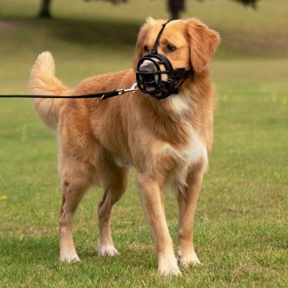 Baskerville muzzle near me best sale