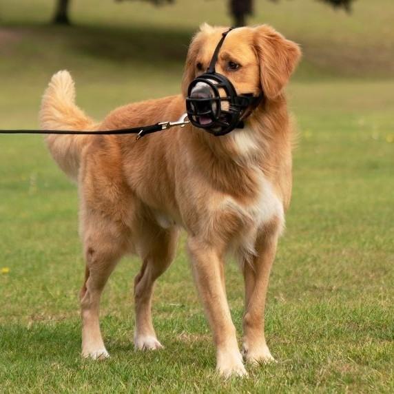 Company of Animals Baskerville Ultra Muzzle - product detail image South Africa nationwide