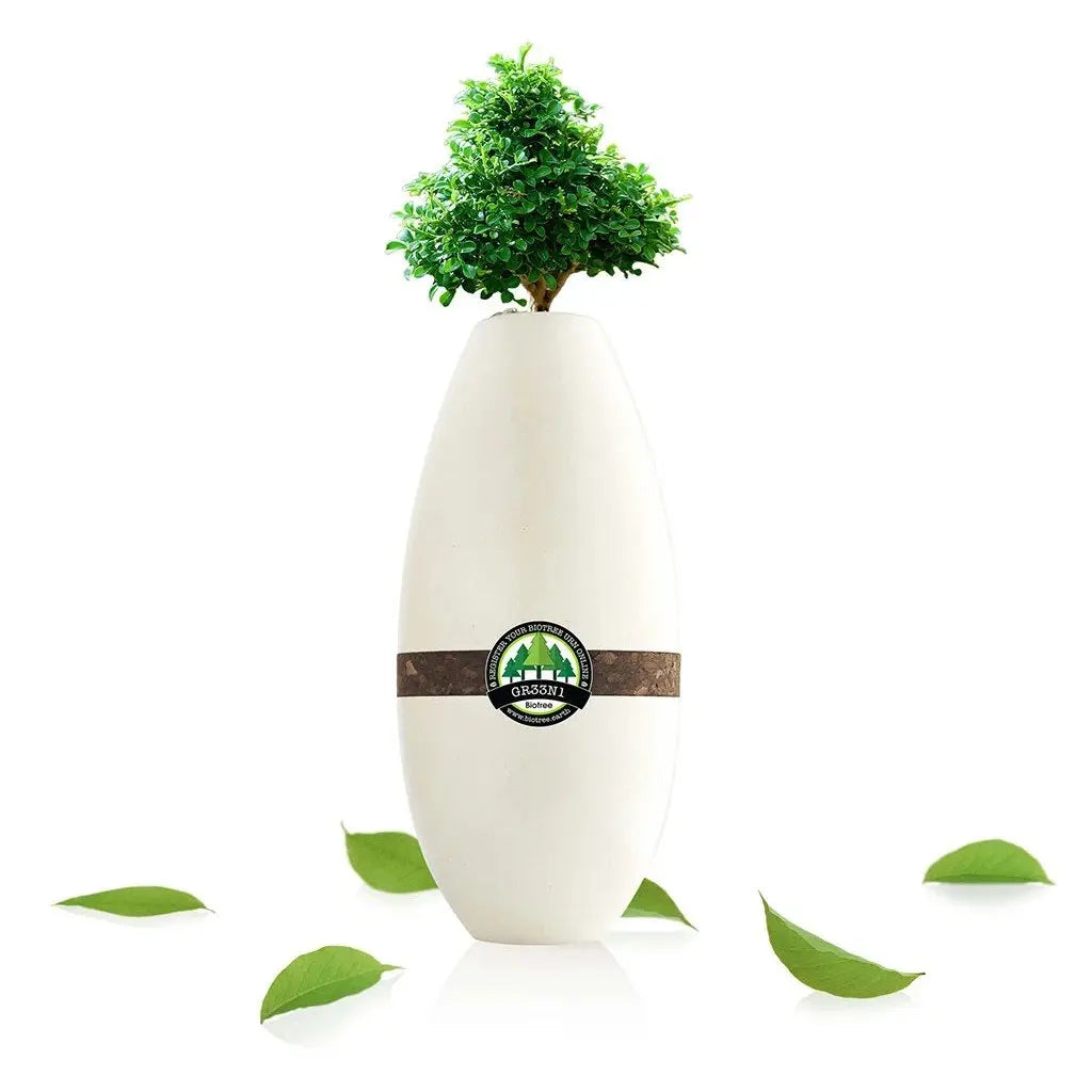 Biotree Urn for Humans